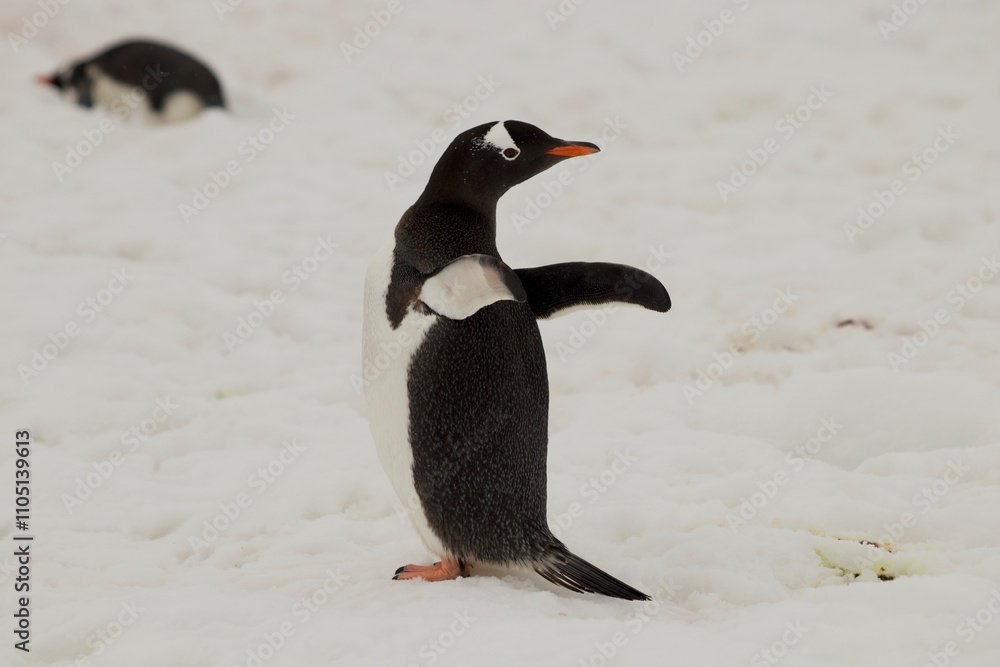 Fototapeta premium Beautiful Penguin pictures in the breath taking view of Antarctica