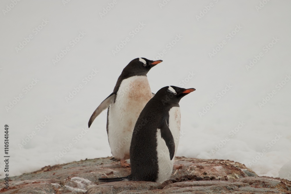 Fototapeta premium Beautiful Penguin picture in the beautiful Antarctica