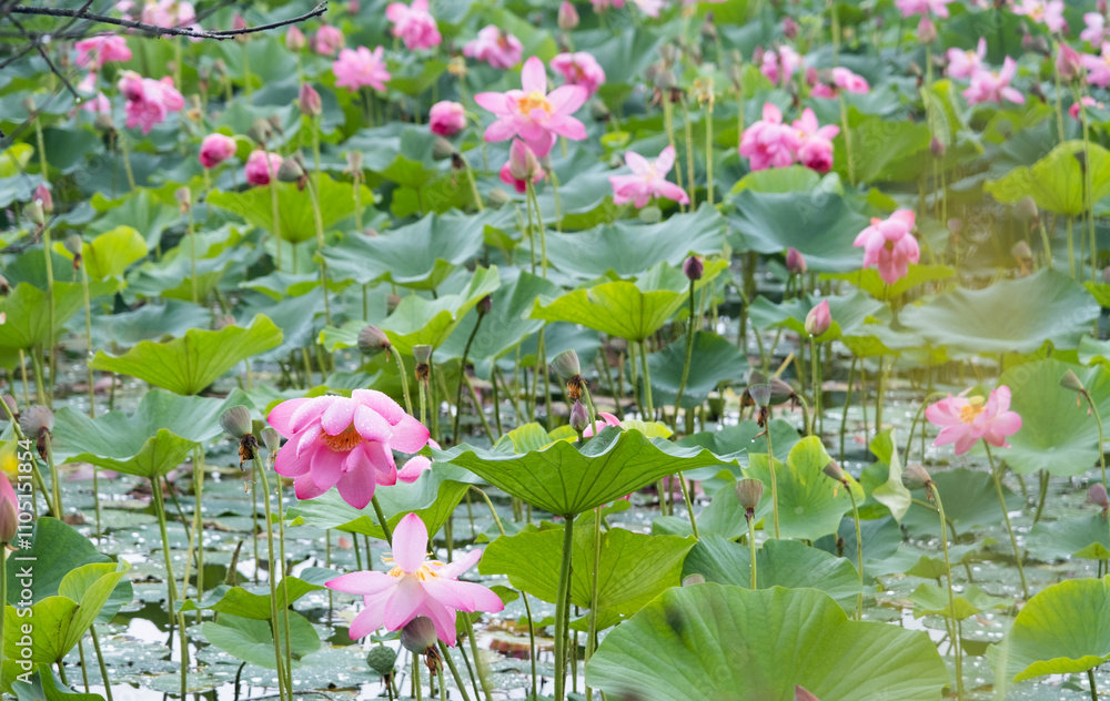 Panoramic of blooming Lotus flower on Green blurred background. Panoramic of blooming Lotus flower on Green blurred background.