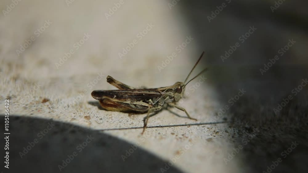 La petite sauterelle (Chorthippus mollis) La petite sauterelle (Chorthippus mollis)