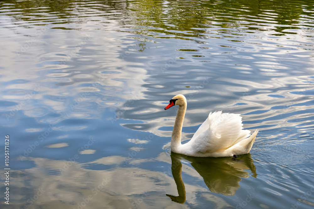 Majestic swan gliding gracefully across a serene pond reflecting blue skies