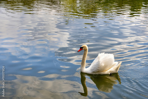 Obraz na płótnie Majestic swan gliding gracefully across a serene pond reflecting blue skies w salonie