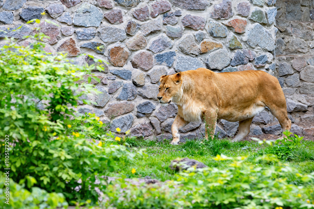 Lioness strolls gracefully through lush greens near a rustic stone wall in the afternoon light