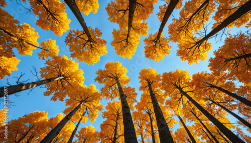 Forêt dorée en automne photo