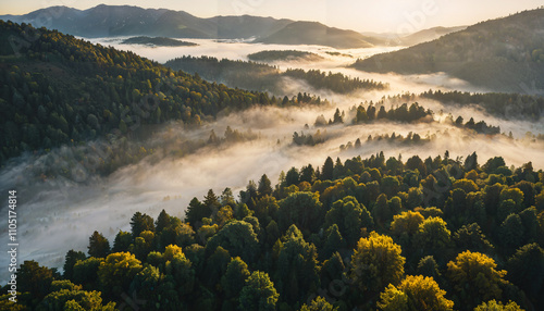 Brume matinale sur la forêt vallonnée photo