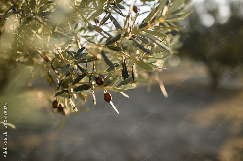 Olive tree branches with ripe olives hanging, bathed in the warm glow of the setting sun, creating a peaceful, rustic scene. Olive tree branches with ripe olives hanging, bathed in the warm glow of the setting sun, creating a peaceful, rustic scene.