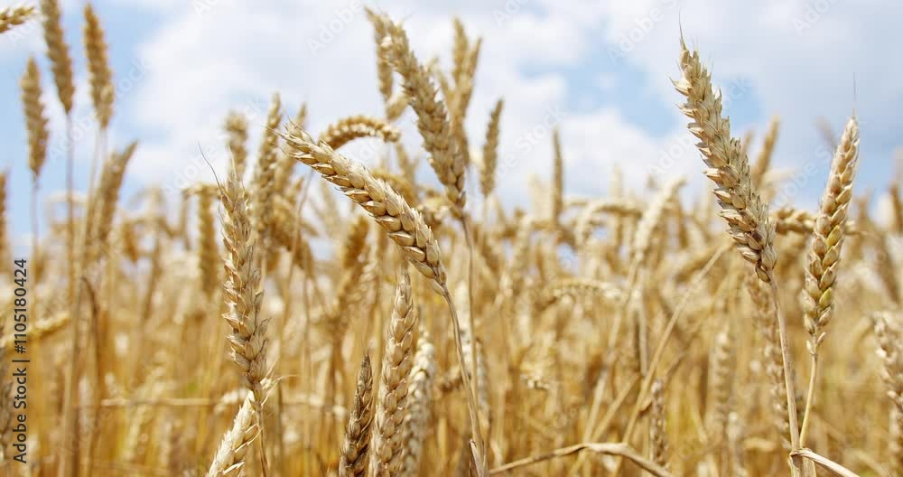 Golden wheat field swaying gently under clear blue sky on a warm summer day Golden wheat field swaying gently under clear blue sky on a warm summer day