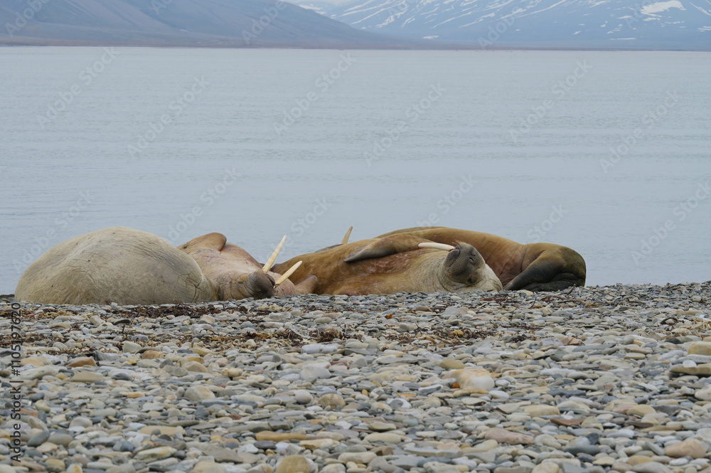 Obraz premium Spitzbergen, Svalbard, Longyearbyen, Walross, Odobenus rosmarus