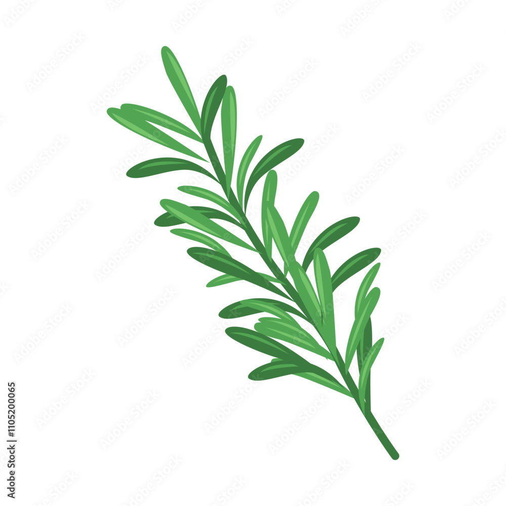 Rosemary Vector Illustration Rosemary Vector Illustration
