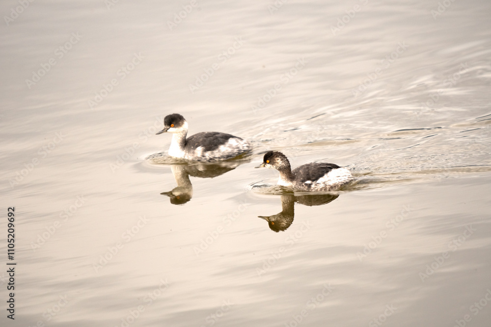Fototapeta premium Italy Tuscany Grosseto Castiglione della pescaia, maremma Diaccia Botrona couple of Podiceps nigricollis