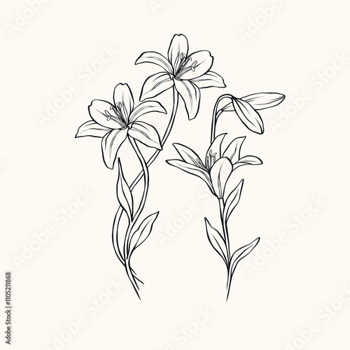 Line art lily flower branches illustration