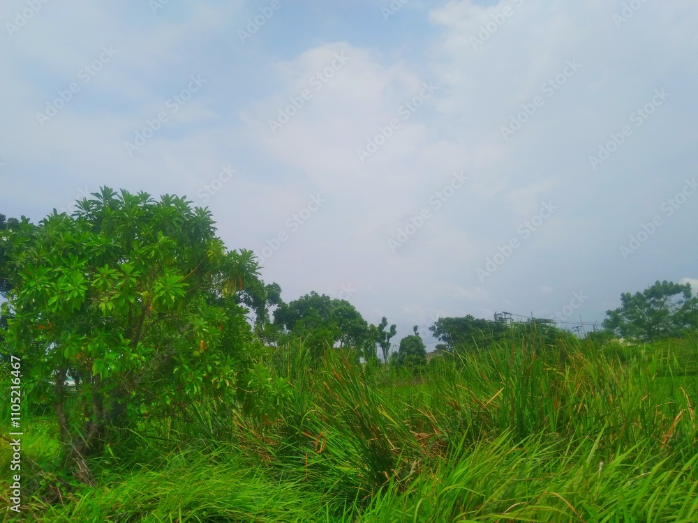 Weeds in the afternoon, taken by the side angel Weeds in the afternoon, taken by the side angel