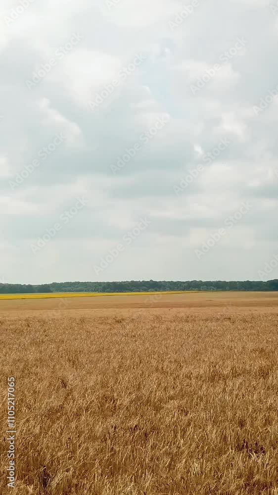 Aerial view on the field with wheat. Countryside. Camera motion to the right. ?gricultural sector Vertical video Aerial view on the field with wheat. Countryside. Camera motion to the right. ?gricultural sector Vertical video