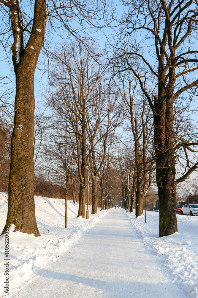 Fototapeta premium A long walking path surrounded by trees.