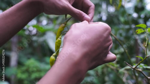 picking fresh chilies directly from the tree for kitchen spices