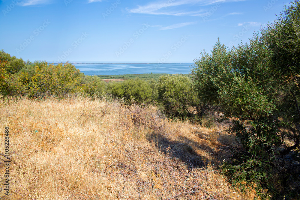 Olive trees with the sea in the background. Olive trees with the sea in the background.