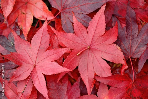 A red maple leaves undergoing seasonal changes, embodying the beauty autumn's transformation