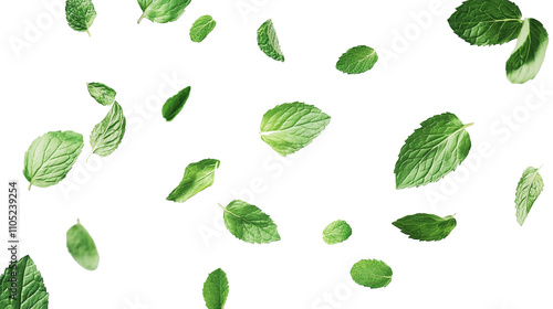 set of green Fresh Mint leaves Falling