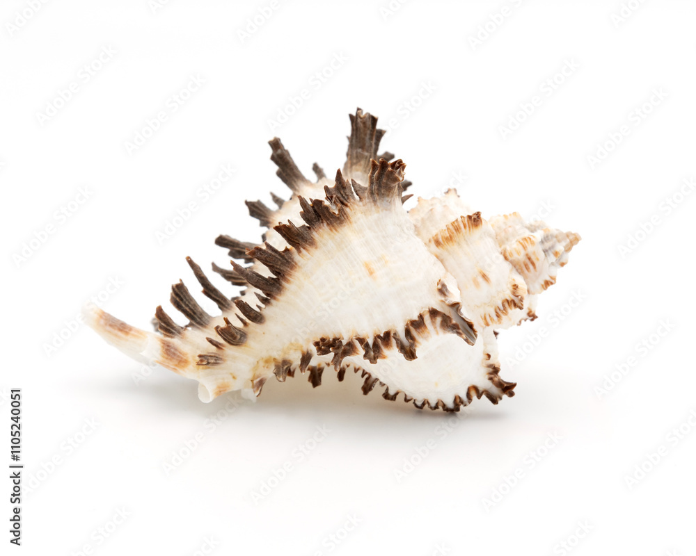 Spiny Seashell with Textured Surface on White Background Spiny Seashell with Textured Surface on White Background