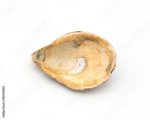 Open Oyster Shell on White Background