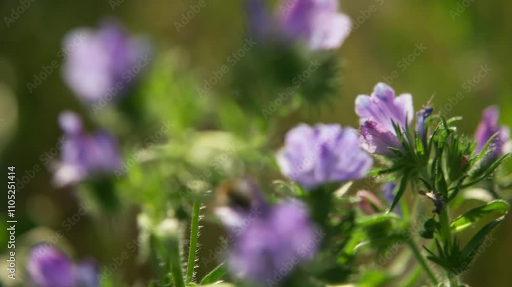 Close-up of a bee hovering over multiple purple flowers. Close-up of a bee hovering over multiple purple flowers.