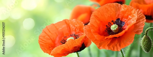 Photo of a poppy flower, with vibrant orange petals against a soft green background, symbolizing spring and the hope it brings