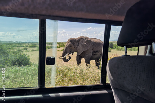 Photography watching animals in wild inside a vehicle with an open window