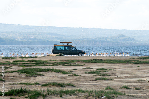 Nakuru National Park. Kenya. Tourists in a safari off road car with an open roof taking photos of wild animals. national park in in East Africa photo