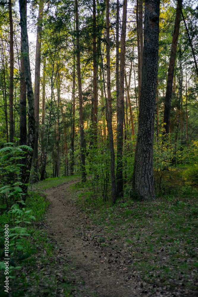 Path in the forest with the setting sun breaking through the branches of the trees. Vertical orientation. Path in the forest with the setting sun breaking through the branches of the trees. Vertical orientation.