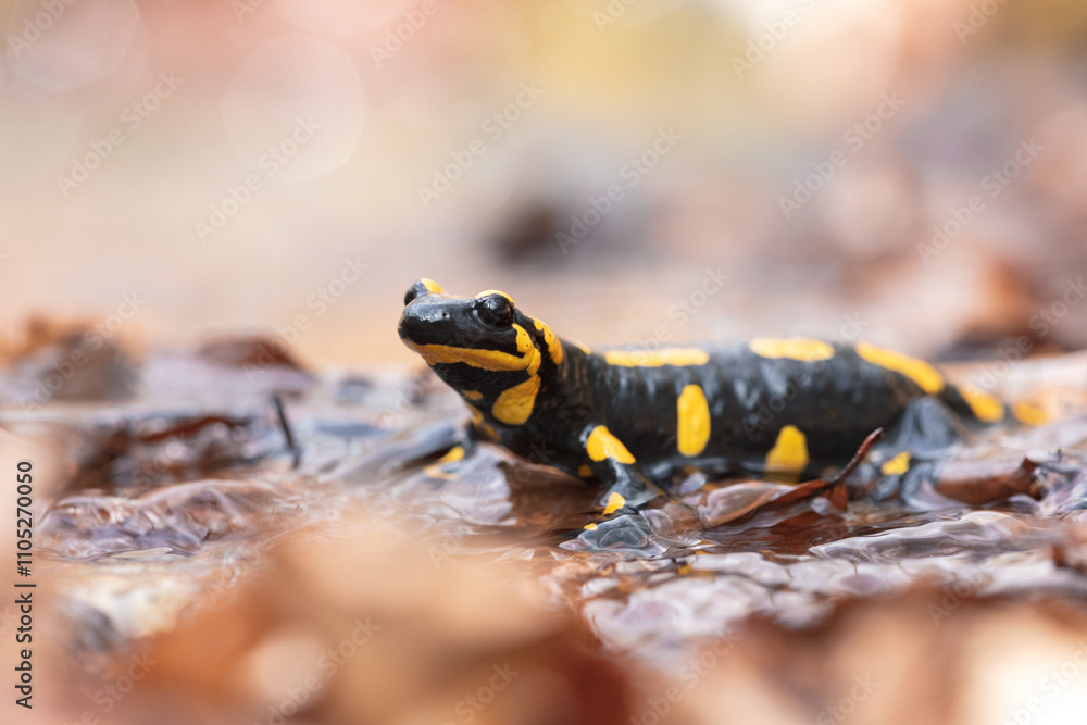 Close-up of a fire salamander (Salamandra salamandra) Close-up of a fire salamander (Salamandra salamandra)