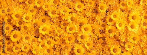 A field of vibrant yellow daisies, captured in full frame on a sunny day