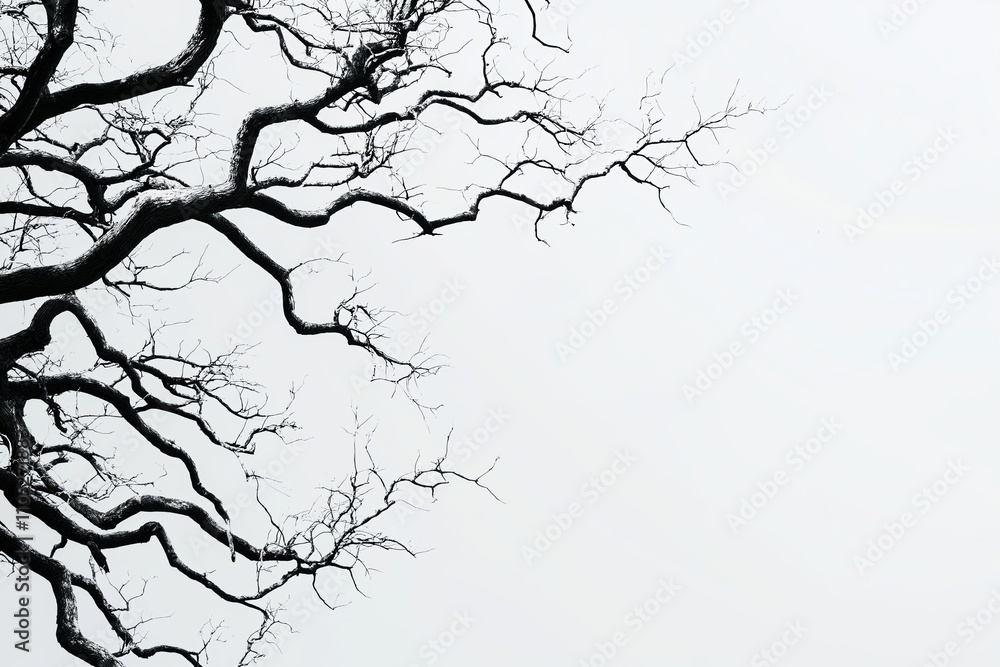 A minimalist tree with bare branches, set against a soft gray gradient background A minimalist tree with bare branches, set against a soft gray gradient background