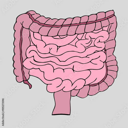 human intestine biolgy science diagram vector file printable useful for educational and healthcare