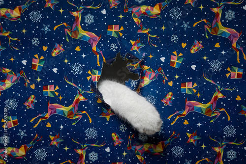 Portrait of cute cat breaking through hole in christmas paper background