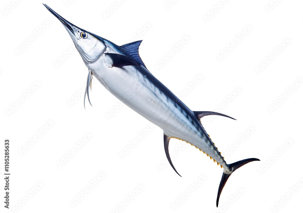 Fototapeta premium A Swordfish isolated on transparent or white background