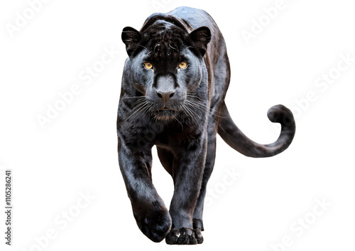 Black leopard, panthera pardus, walking towards at the camera isolated on transparent or white background photo