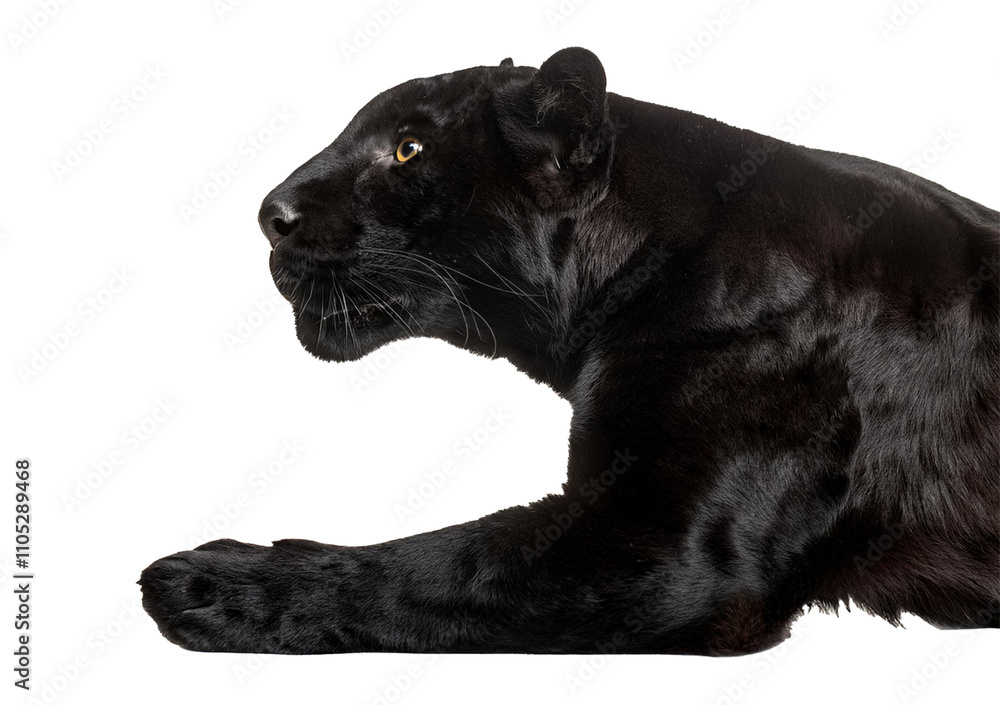 Obraz premium A black leopard ready to leap, panthera pardus at looking up isolated on transparent or white background
