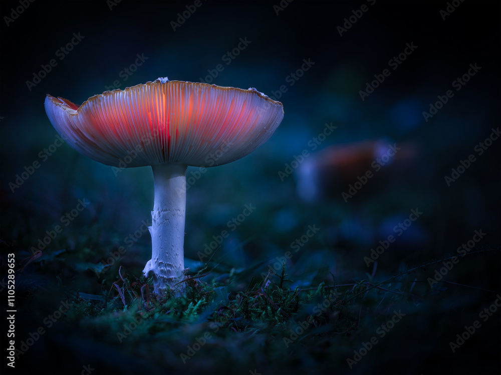 mushroom in the forest mushroom in the forest