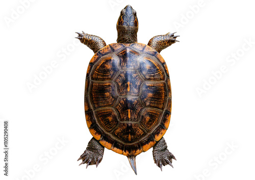 Turtle isolated on transparent or white background photo