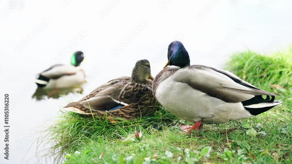 Cute male and female mallard ducks sleeping on river bank Cute male and female mallard ducks sleeping on river bank