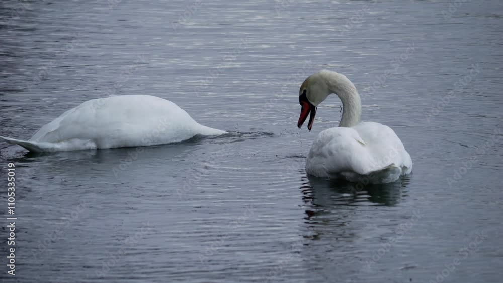 two white swans swim on the lake and dive in search of food two white swans swim on the lake and dive in search of food