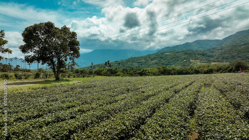 Exploring the lush greenery of a tea plantation in Taiwan under a vibrant sky during daylight Exploring the lush greenery of a tea plantation in Taiwan under a vibrant sky during daylight