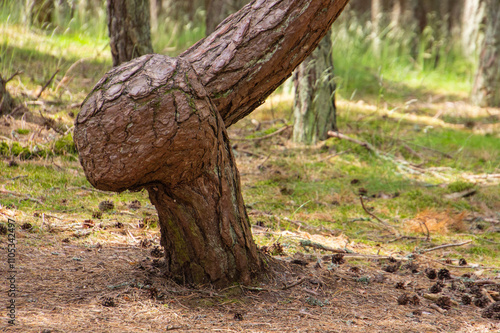 "Dancing Forest" on dune Round in vicinity of village of Rybachy. Tilted, curved and twisted pine trunks. Curonian spit. Plot of coniferous forest. National park in Kaliningrad region.