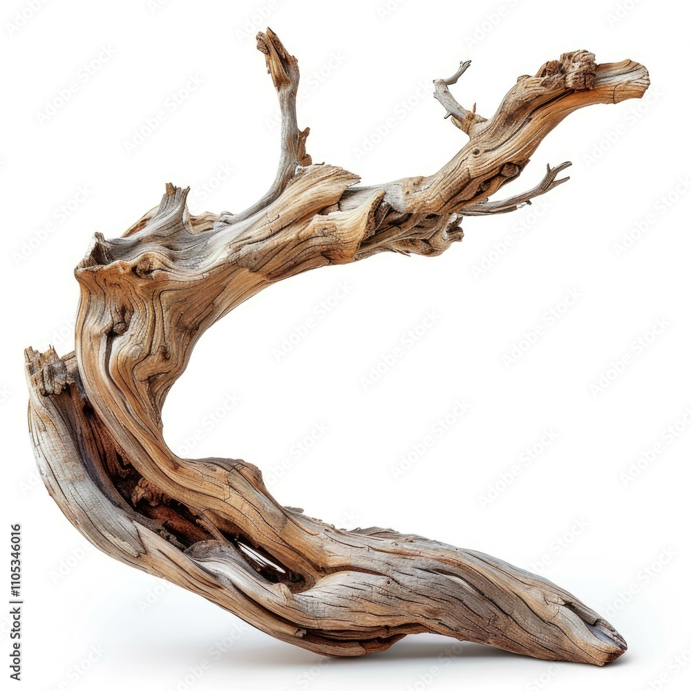 Fototapeta premium Curved driftwood tree isolated on white background clipping path included