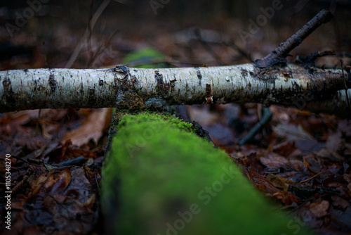 Waldspaziergang bei Regen Spaziergang durch den Regen im Wald mit nassen Bäumen und nebliger Atmosphäre Herbst Winter photo