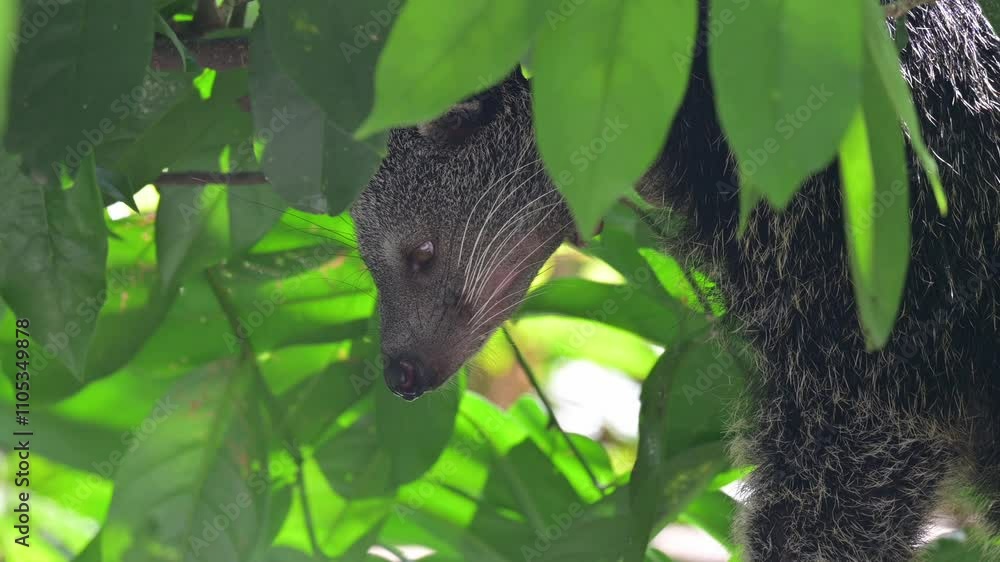 A Malayan binturong resting on a tree A Malayan binturong resting on a tree