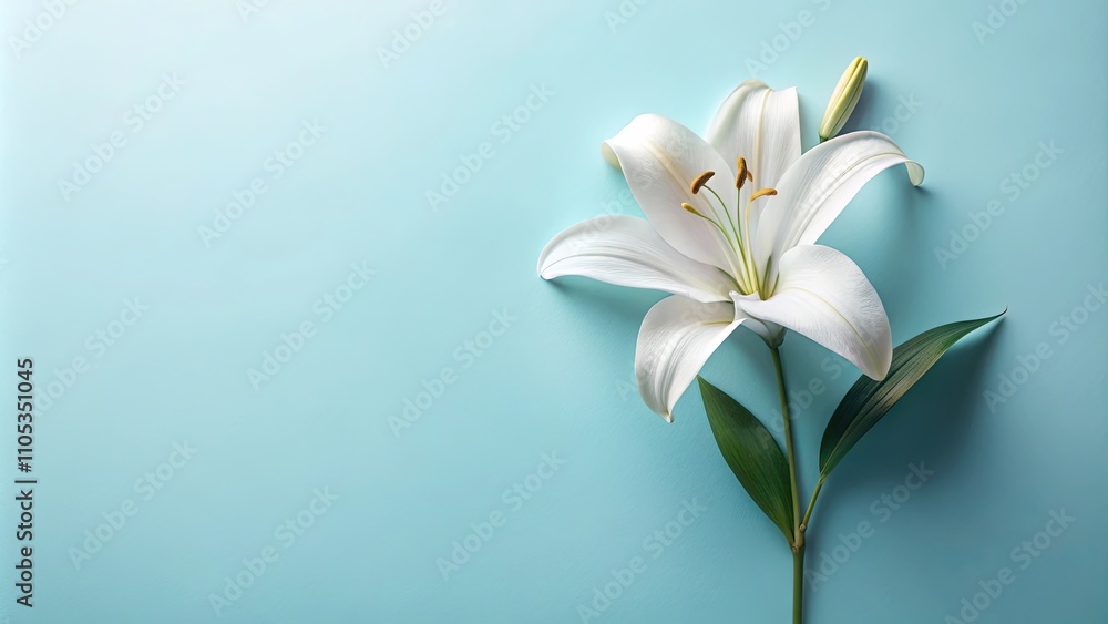 Serene White Lily Blossom on Light Blue Background Serene White Lily Blossom on Light Blue Background