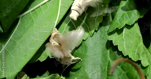 Silk moth head, extreme closeup, Bombyx mori
