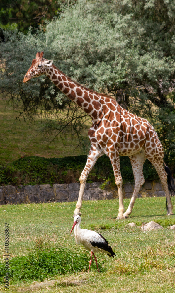 Obraz premium A tall, spotted giraffe walks through the national park with other animals.