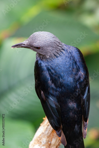 A gray-headed bird with a black body and wings sits on a branch. Close-up.